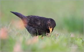 <p>KOS ČERNÝ (Turdus merula) /Common blackbird - Amsel/</p>